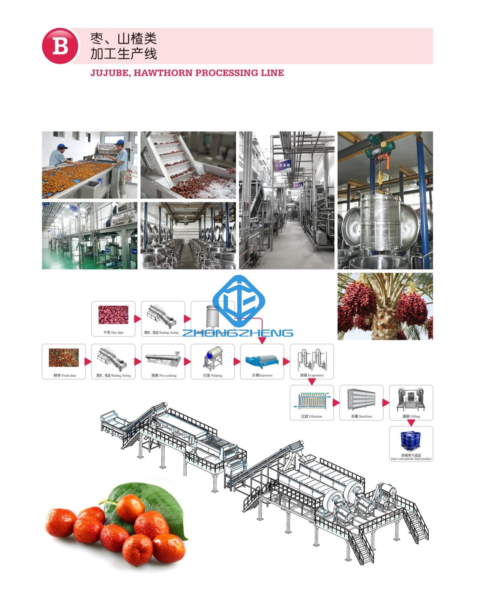 CONEW_B Jujube, линия обработки боярышника